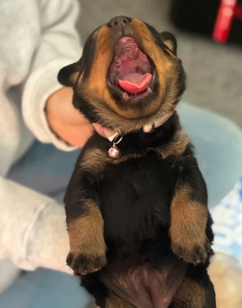 meravigliosi volpino Rottweiler per adozione  | Foto 4