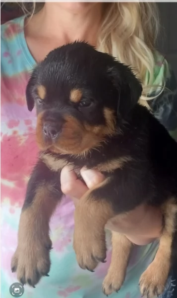 meravigliosi volpino Rottweiler per adozione  | Foto 2