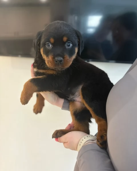 meravigliosi volpino Rottweiler per adozione 