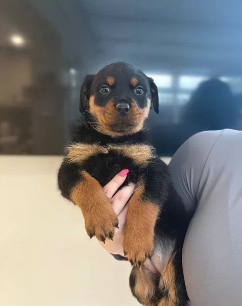 meravigliosi volpino Rottweiler per adozione  | Foto 6