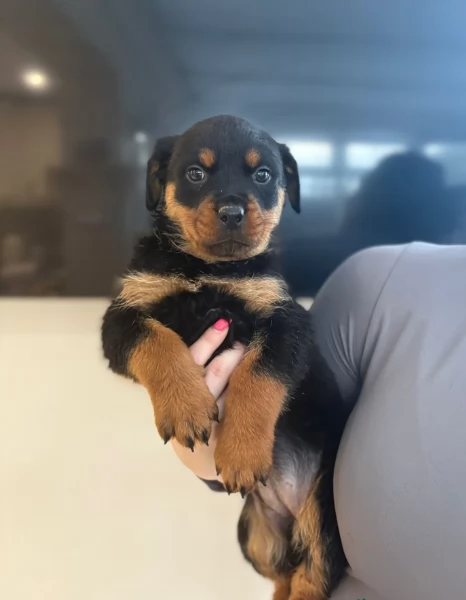 meravigliosi volpino Rottweiler per adozione  | Foto 5