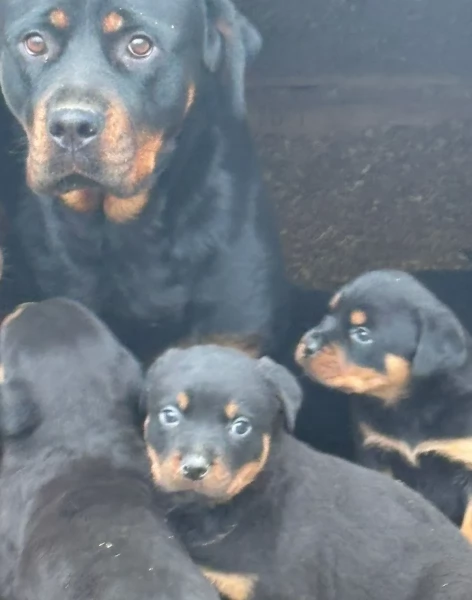 meravigliosi volpino Rottweiler per adozione  | Foto 4