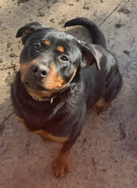 meravigliosi volpino Rottweiler per adozione  | Foto 3