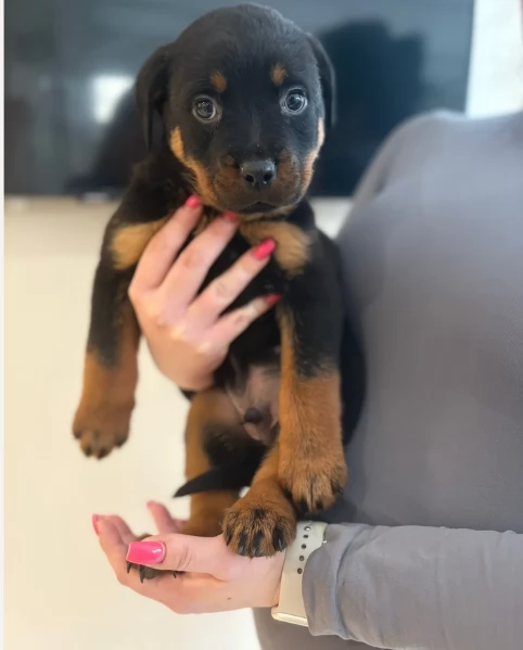 meravigliosi volpino Rottweiler per adozione  | Foto 1