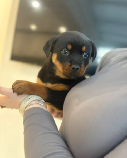 meravigliosi volpino Rottweiler per adozione  | Foto 0