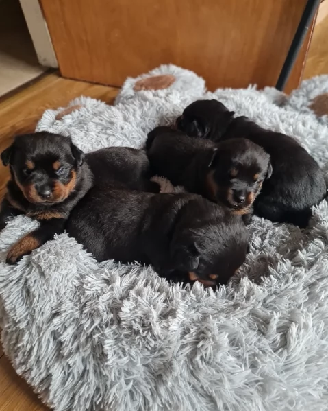 meravigliosi volpino Rottweiler per adozione  | Foto 0