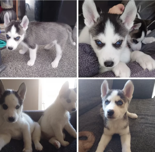 cuccioli di husky di alta qualitagrave 100 di razza pura per adozione