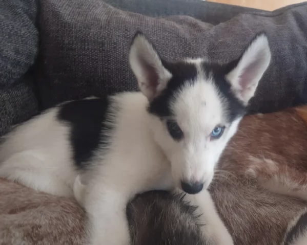 cuccioli di Husky di alta qualitagrave 100 di razza pura per adozione | Foto 1