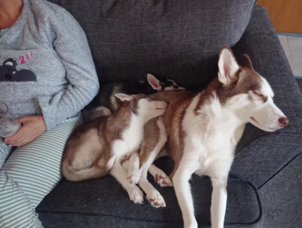 cuccioli di Husky di alta qualitagrave 100 di razza pura per adozione