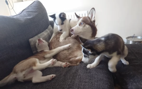 cuccioli di Husky di alta qualitagrave 100 di razza pura per adozione | Foto 0