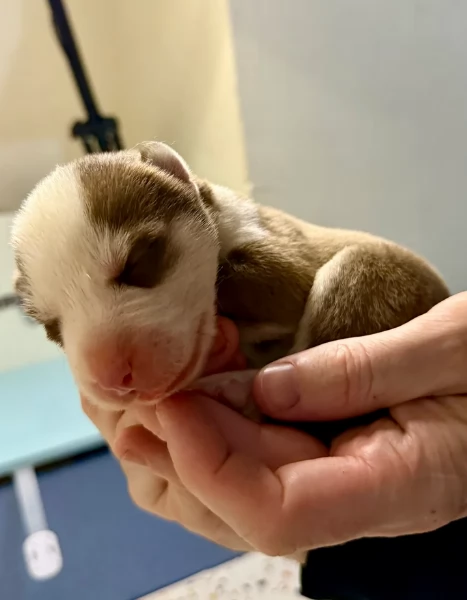 cuccioli di Husky di alta qualitagrave 100 di razza pura per adozione | Foto 3