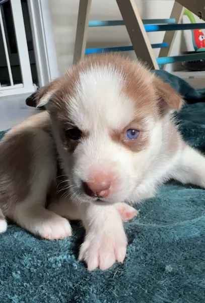 cuccioli di Husky di alta qualitagrave 100 di razza pura per adozione | Foto 2