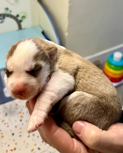 cuccioli di Husky di alta qualitagrave 100 di razza pura per adozione