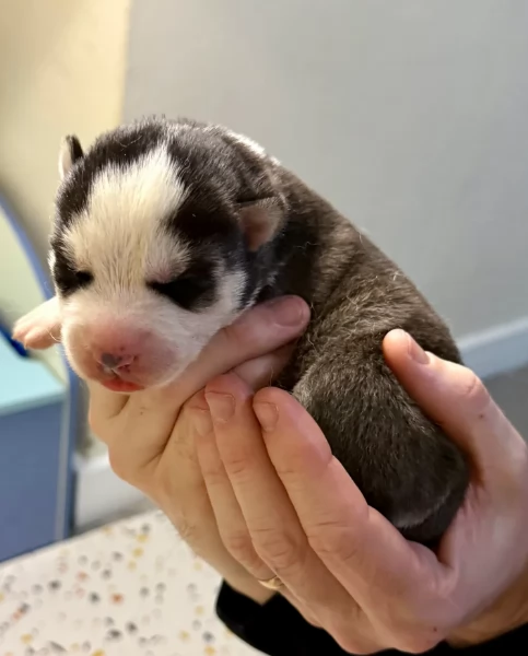 cuccioli di Husky di alta qualitagrave 100 di razza pura per adozione | Foto 1