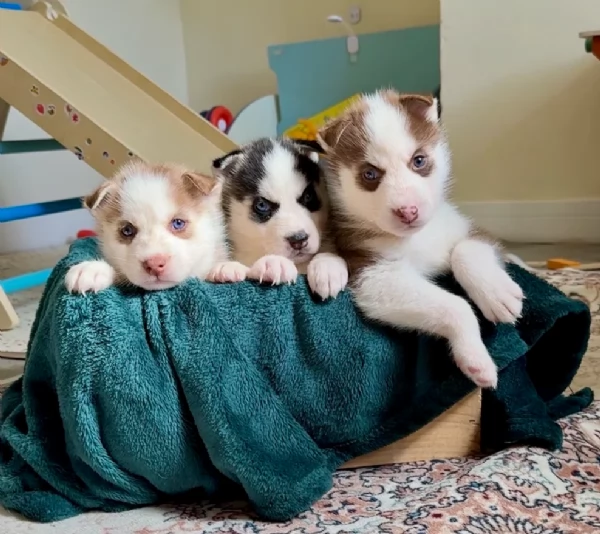 cuccioli di Husky di alta qualitagrave 100 di razza pura per adozione | Foto 0