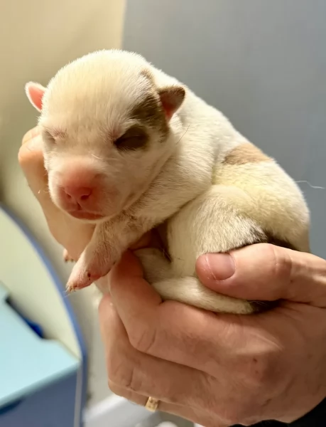 cuccioli di Husky di alta qualitagrave 100 di razza pura per adozione | Foto 4