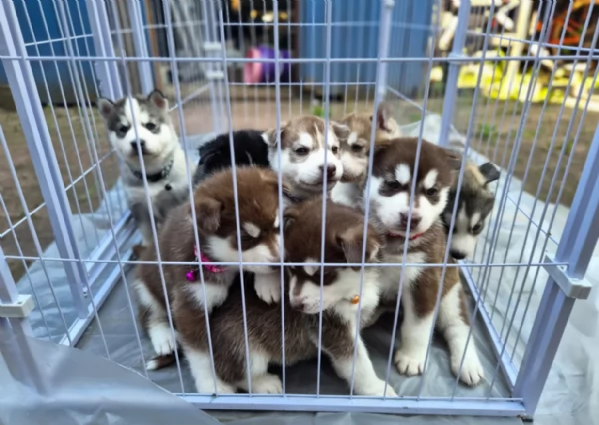 cuccioli di Husky di alta qualitagrave 100 di razza pura per adozione | Foto 4
