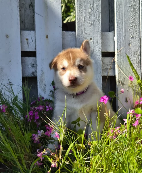 cuccioli di Husky di alta qualitagrave 100 di razza pura per adozione | Foto 2