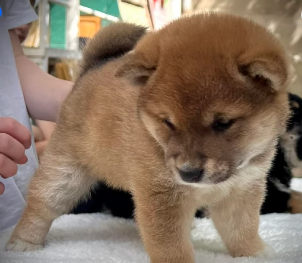 meravigliosi volpino shiba inu per adozione | Foto 4