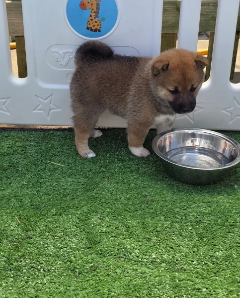 meravigliosi volpino shiba inu per adozione | Foto 3