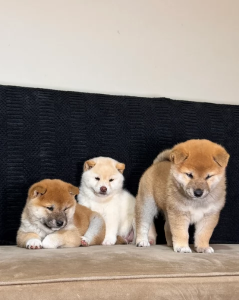 meravigliosi volpino shiba inu per adozione | Foto 2