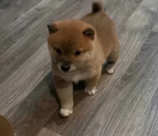 meravigliosi volpino shiba inu per adozione