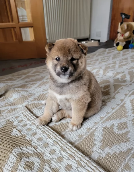 meravigliosi volpino shiba inu per adozione | Foto 1