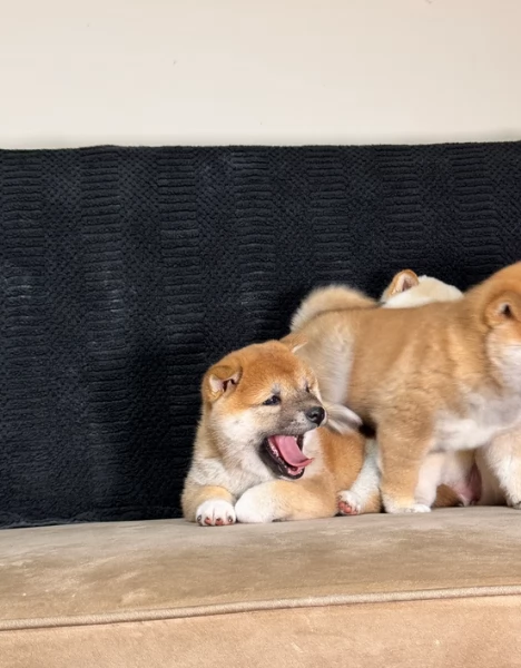 meravigliosi volpino shiba inu per adozione | Foto 6