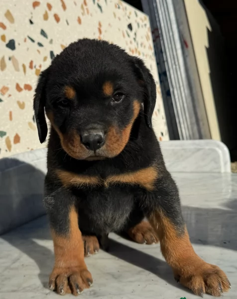 cuccioli di rottweiler di alta qualitagrave 100 di razza pura per adozione | Foto 4