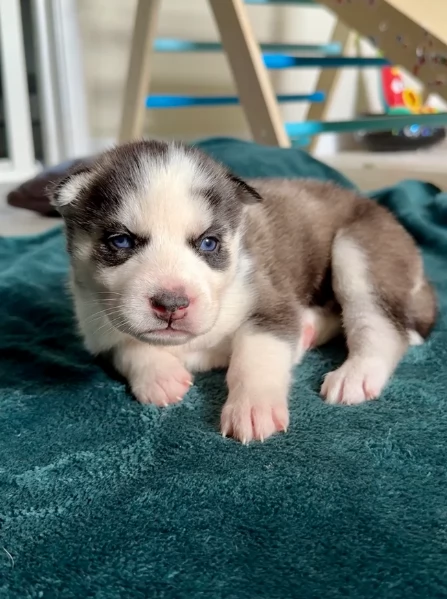 cuccioli di Husky di alta qualitagrave 100 di razza pura per adozione | Foto 2