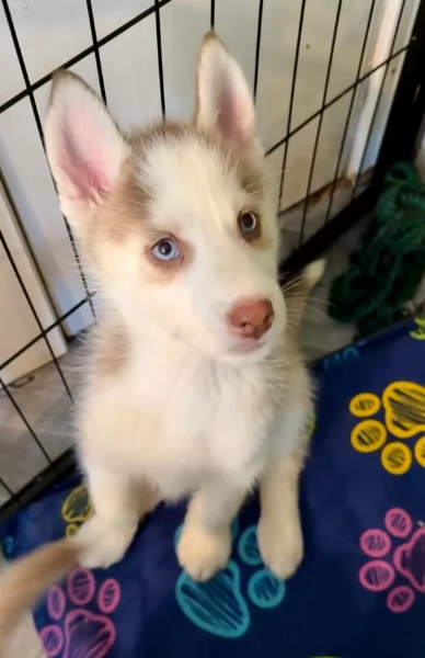 cuccioli di Husky di alta qualitagrave 100 di razza pura per adozione | Foto 2