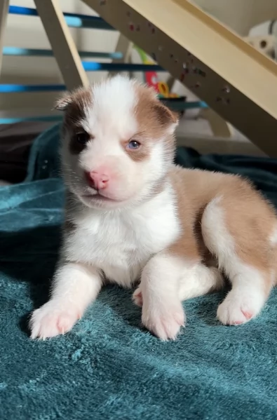 cuccioli di Husky di alta qualitagrave 100 di razza pura per adozione | Foto 4
