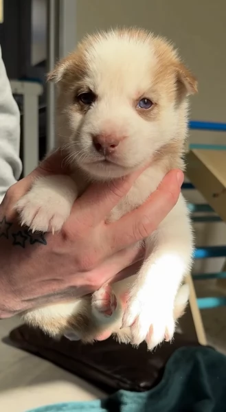 cuccioli di Husky di alta qualitagrave 100 di razza pura per adozione | Foto 3