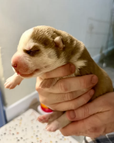 cuccioli di Husky di alta qualitagrave 100 di razza pura per adozione | Foto 2