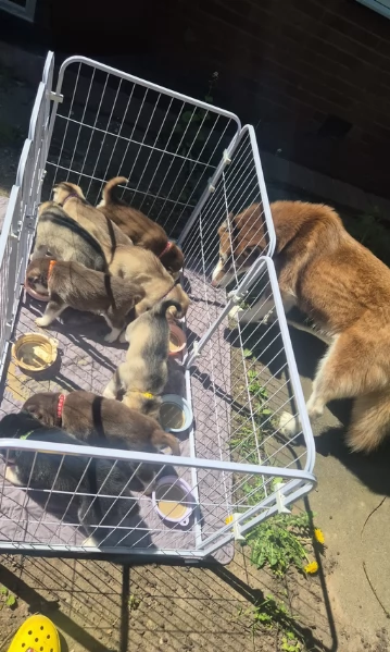 cuccioli di Husky di alta qualitagrave 100 di razza pura per adozione | Foto 0