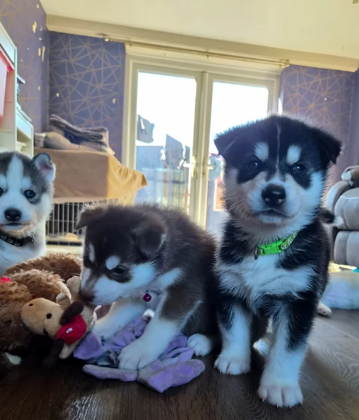 cuccioli di Husky di alta qualitagrave 100 di razza pura per adozione | Foto 0