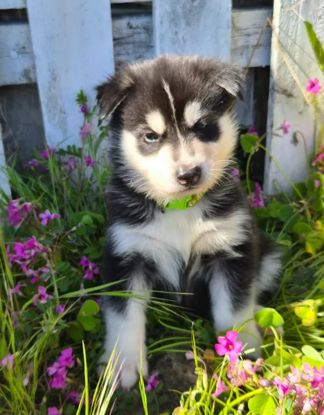 cuccioli di Husky di alta qualitagrave 100 di razza pura per adozione | Foto 2