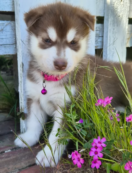 cuccioli di Husky di alta qualitagrave 100 di razza pura per adozione | Foto 0