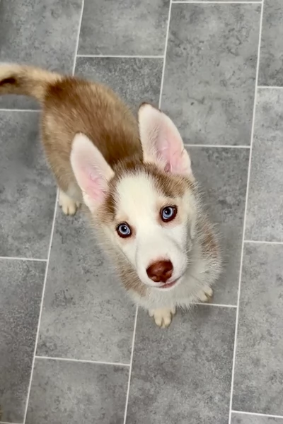 cuccioli di Husky di alta qualitagrave 100 di razza pura per adozione | Foto 4
