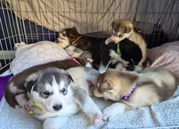 cuccioli di Husky di alta qualitagrave 100 di razza pura per adozione | Foto 0