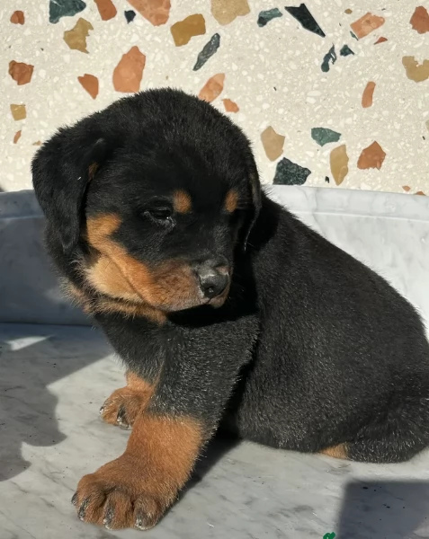 cuccioli di rottweiler di razza pura per adozione | Foto 4