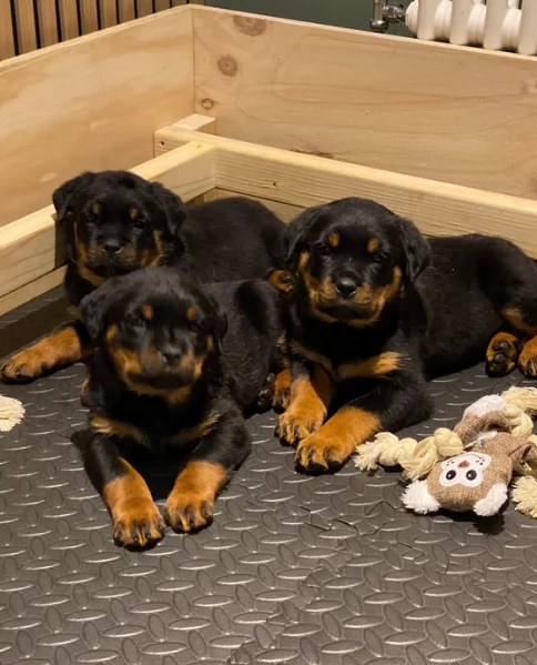 cuccioli di rottweiler di razza pura per adozione | Foto 3
