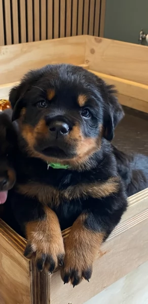 cuccioli di rottweiler di razza pura per adozione | Foto 0