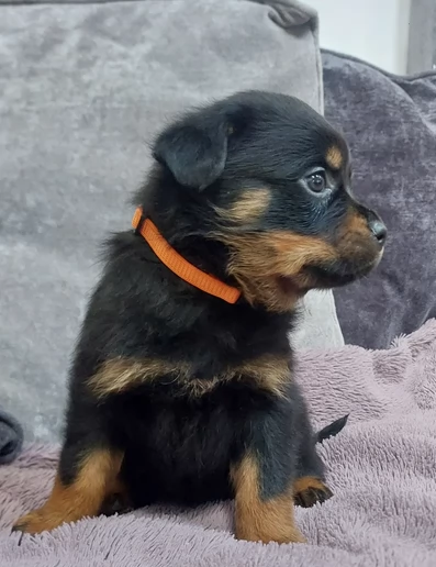 cuccioli di rottweiler di razza pura per adozione | Foto 2