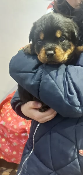 cuccioli di rottweiler di razza pura per adozione | Foto 4
