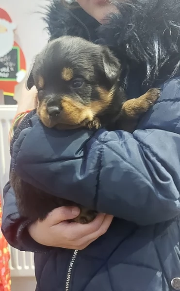 cuccioli di rottweiler di razza pura per adozione | Foto 1