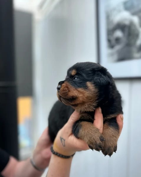 cuccioli di rottweiler di razza pura per adozione | Foto 4