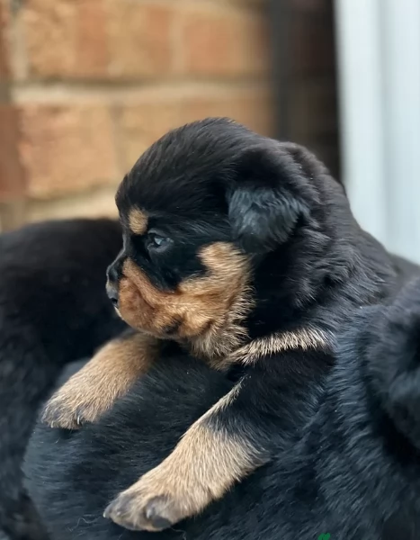cuccioli di rottweiler di razza pura per adozione | Foto 2