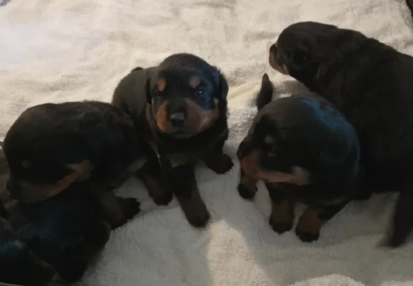 cuccioli di rottweiler di razza pura per adozione