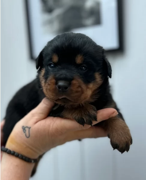 cuccioli di rottweiler di razza pura per adozione | Foto 0